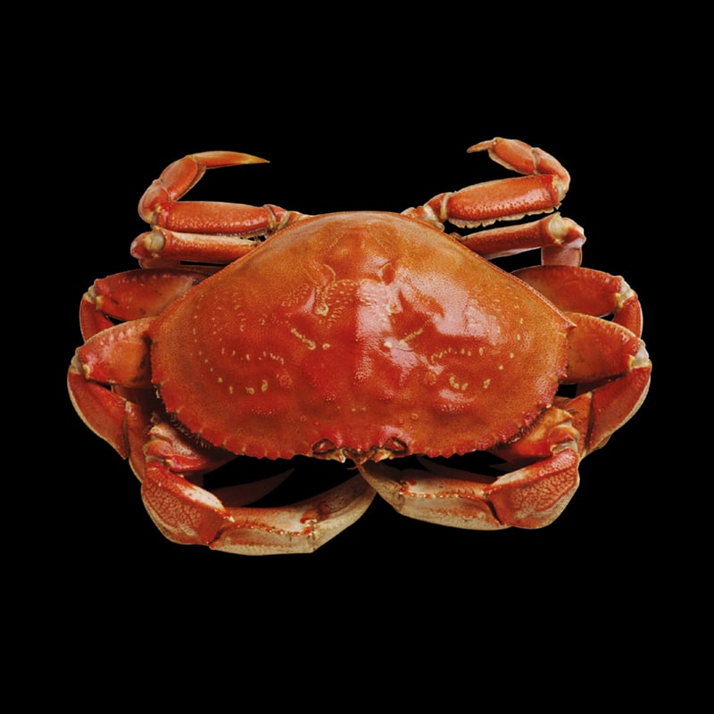 Seafood Extravaganza